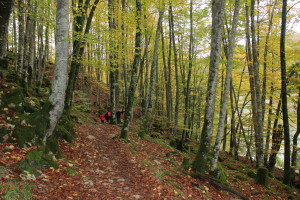 Selva de Irati en otoño